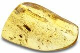 Polished Colombian Copal ( g) - Contains Moth & Flies #263983-1